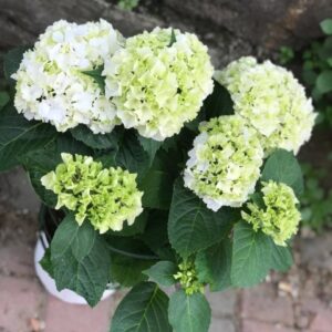 Saksıda Ortanca Çiçeği