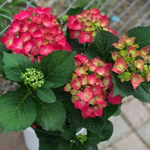 Saksıda Ortanca Çiçeği