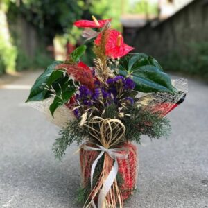 Saksıda Kırmızı Anthurium - Antoryum Çiçeği