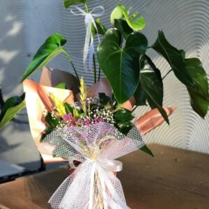 Saksıda Beyaz Anthurium - Antoryum Çiçeği