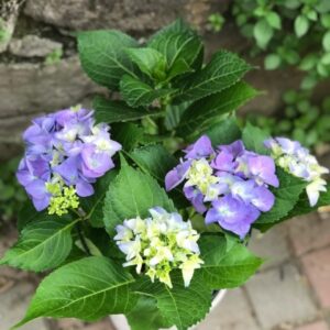 Saksıda Ortanca Çiçeği