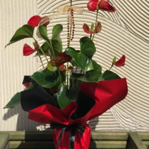 Saksıda Kırmızı Anthurium - Antoryum Çiçeği