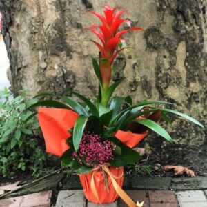 Saksı Guzmanya - Guzmania Çiçeği