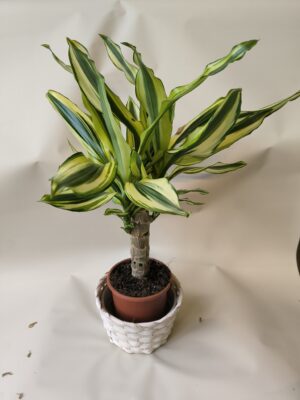 Dracaena fragrans