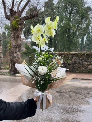 Çift Dallı Orkide