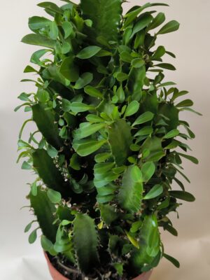 Kaktüs - Euphorbia trigona