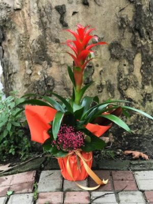 Saksı Guzmania Çiçeği