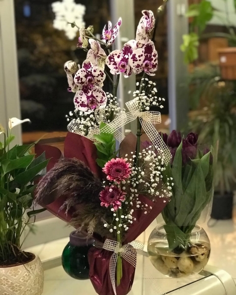 Çift Dallı Orkide