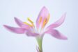 A close-up of a beautiful pink flower with yellow stamens against a white background.
